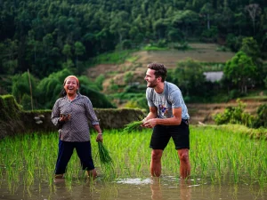 risaie nel Nord del Vietnam