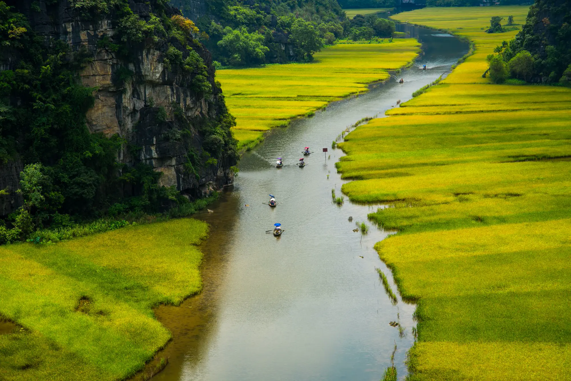 barca tra i campi di riso a Ninh Binh