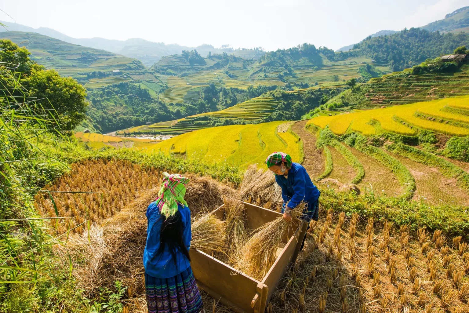 le risaie del Nord Vietnam raccolta