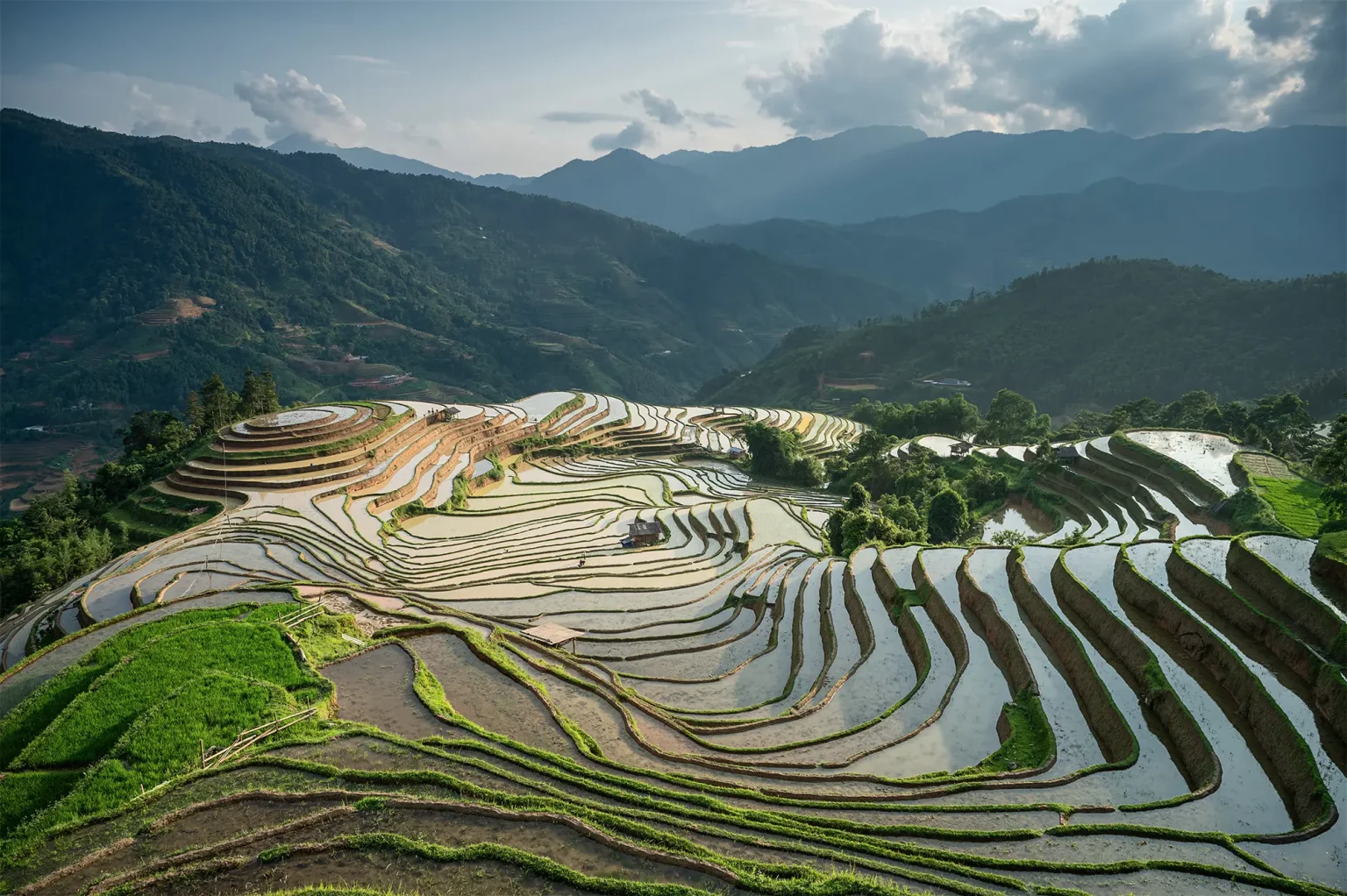 le risaie del Nord Vietnam trapianto