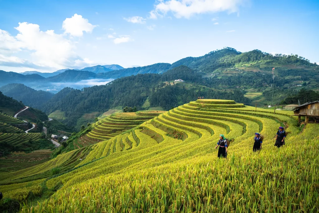 le risaie del Vietnam sapa