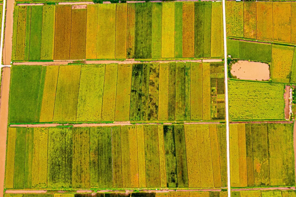 le risaie del Vietnam thai binh