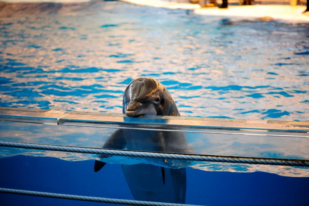 conseguenze dell’intrattenimento con animali