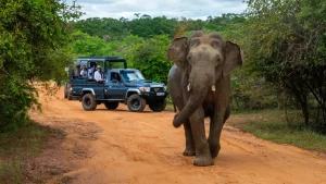 I migliori posti da visitare in Sri Lanka a marzo e aprile con consigli essenziali