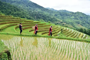 Hoang Su Phi, Ha Giang: Un gioiello nascosto per celebrare il Ringraziamento e le feste di Natale