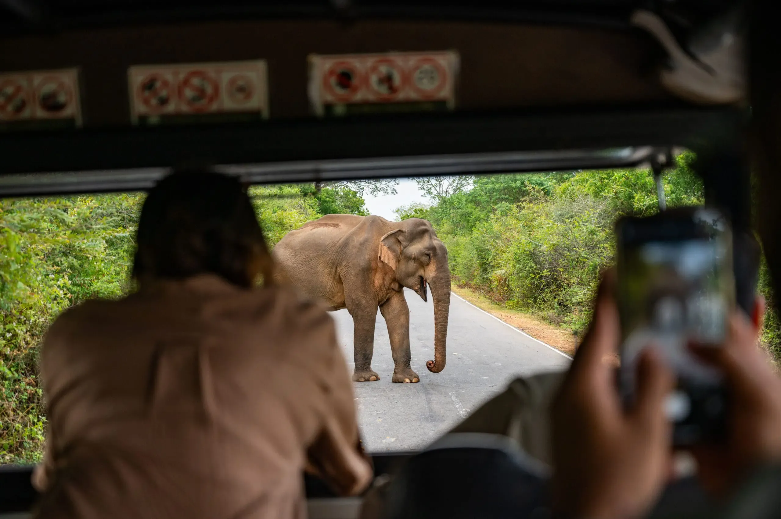 Safari in Sri Lanka: I posti migliori e quando andare