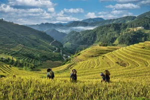 Terrazze di Riso di Mu Cang Chai